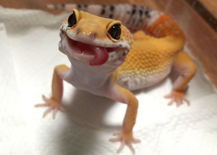 Hey Pandas, Let’s See How Many Cute Reptile Pictures We Can Get (Closed)