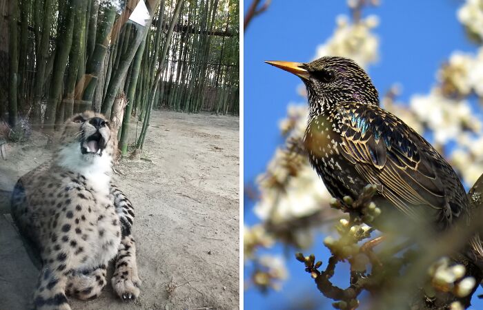 Hey Pandas, Post The Best Animal Pictures You’ve Taken (Closed)