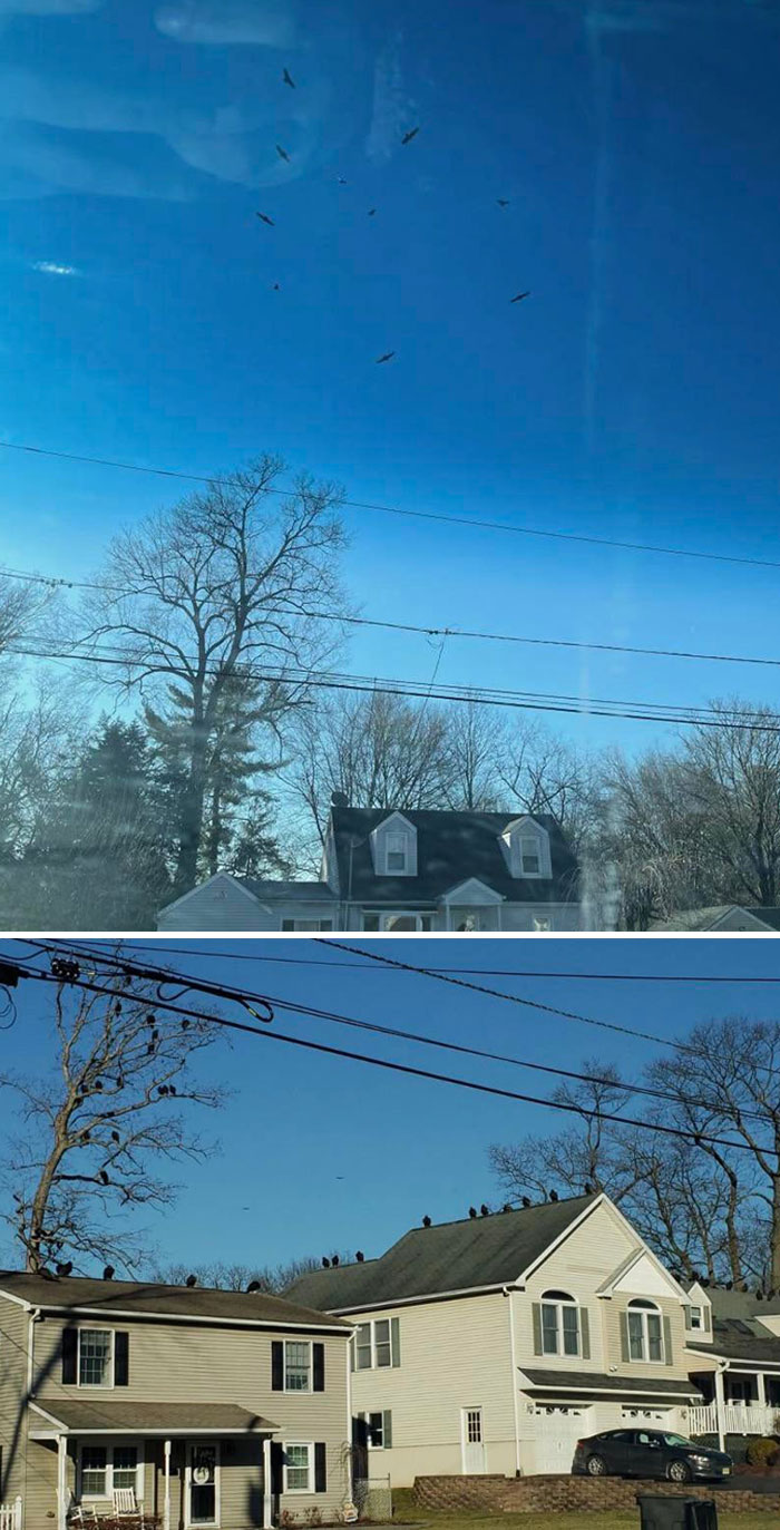 Vultures Keep Circling This House In My Neighborhood. Should We Call Someone?