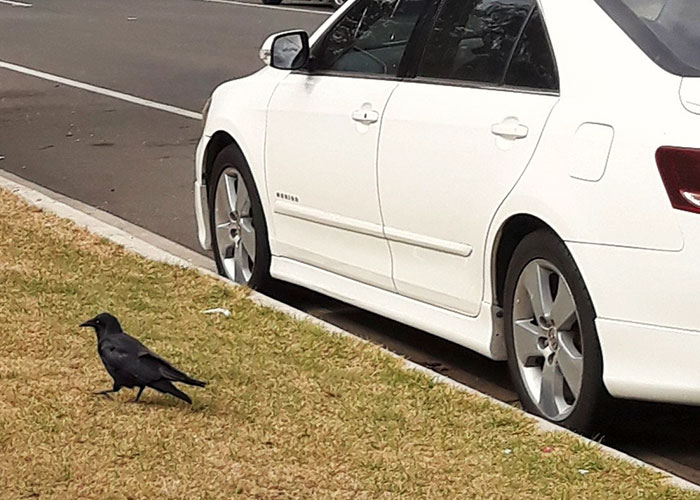 Esta persona vio cómo alguien se vengó de sus vecinos acosadores y descubrió que fueron los cuervos de los que se había hecho amiga previamente