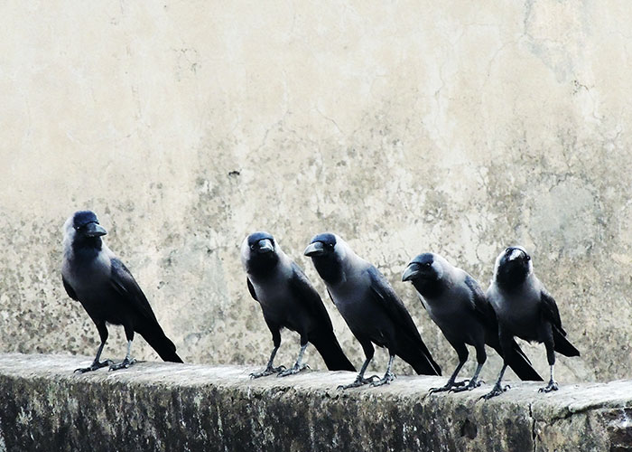 Esta persona vio cómo alguien se vengó de sus vecinos acosadores y descubrió que fueron los cuervos de los que se había hecho amiga previamente
