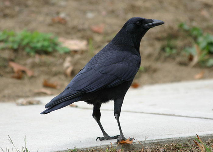 Esta persona vio cómo alguien se vengó de sus vecinos acosadores y descubrió que fueron los cuervos de los que se había hecho amiga previamente