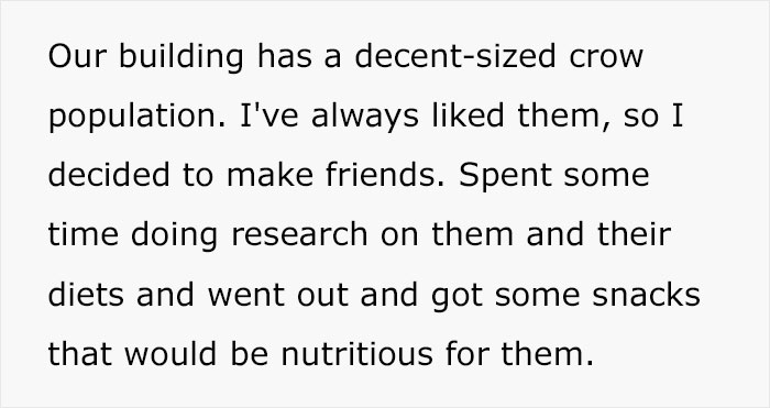 Person Watches Bully Neighbors Get Sweet Revenge, Discovers It's Done By The Crows They Befriended Earlier