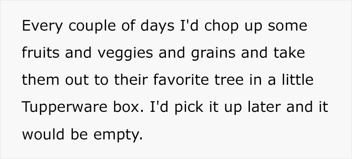 Person Watches Bully Neighbors Get Sweet Revenge, Discovers It's Done By The Crows They Befriended Earlier
