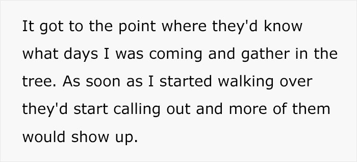 Person Watches Bully Neighbors Get Sweet Revenge, Discovers It's Done By The Crows They Befriended Earlier