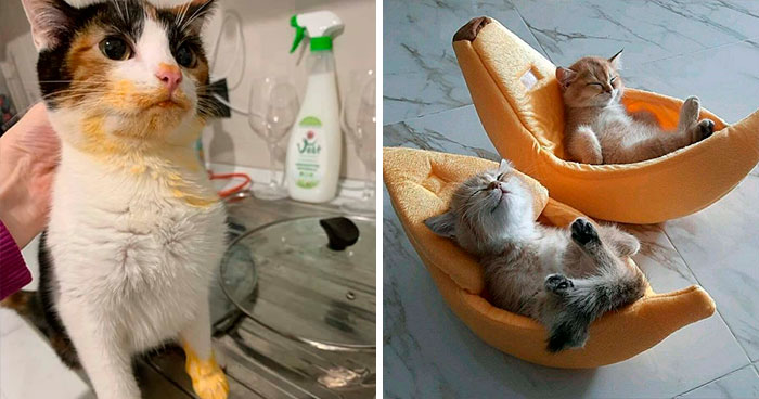 50 Cats Acting So Cute, People Just Had To Stop And Snap A Picture