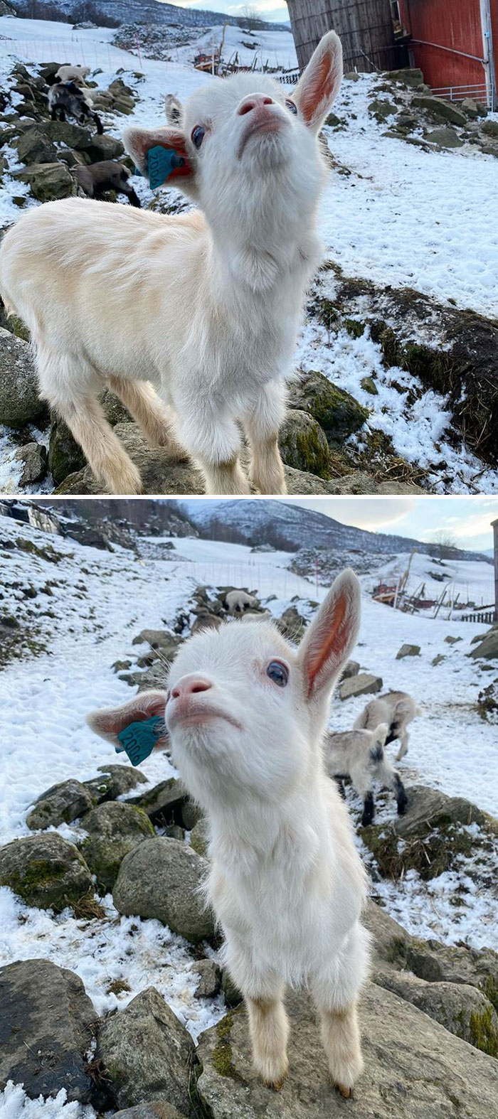 A Goat With Attitude