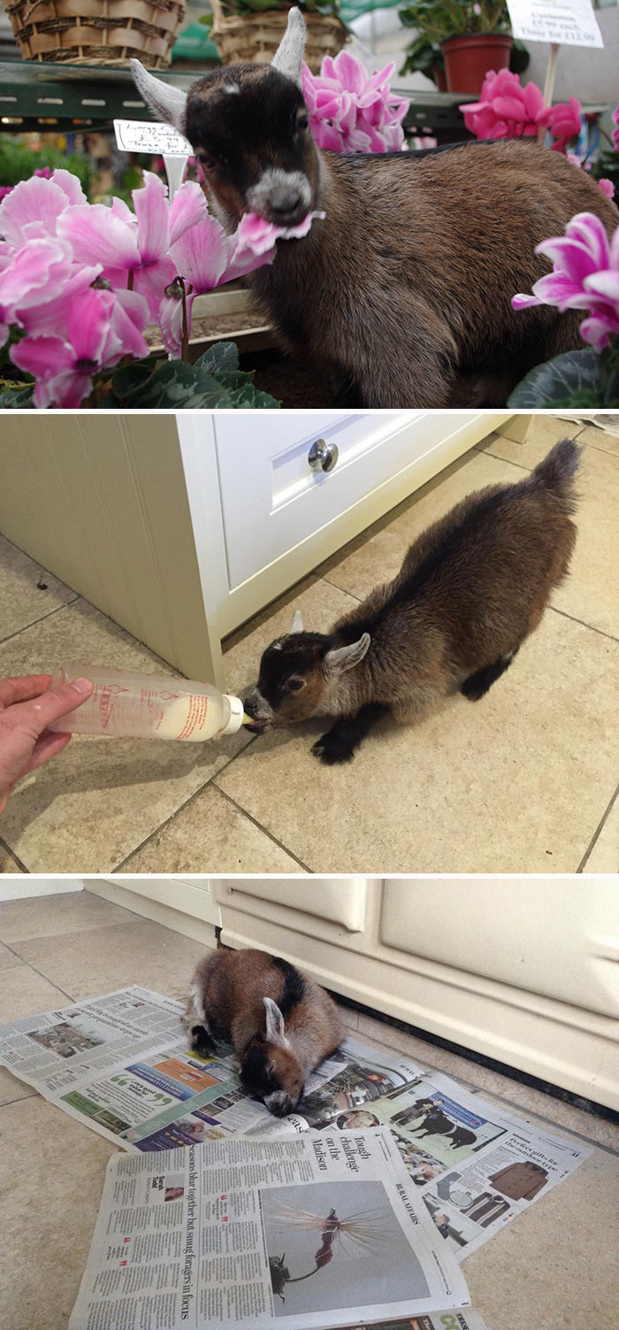 Baby Goat Rejected By His Mom Becomes Best Friends With A Human