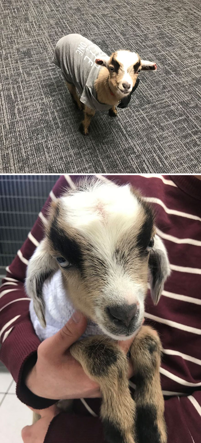 Oliver Martin: The Little Goat