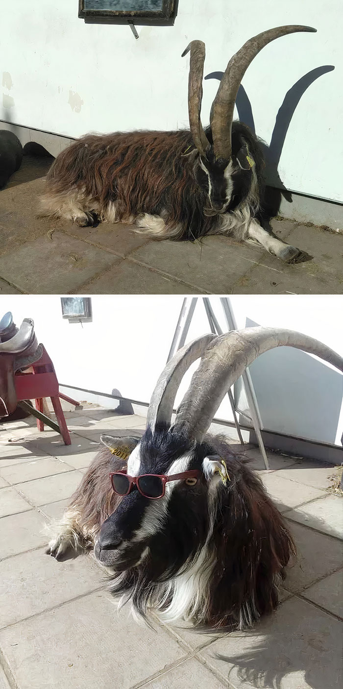 Gentle Giant Where I Work