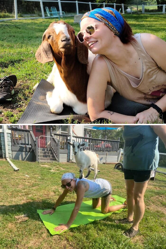 A New Kind Of Animal Rescue: Check Out These Cute Goats