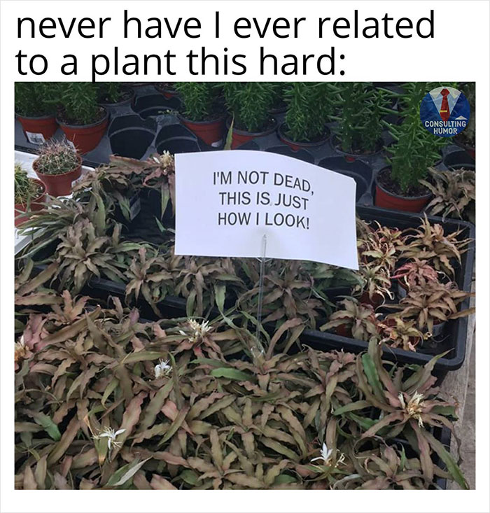 Wilting plants with sign saying "I'm not dead, this is just how I look." Dark humor meme about plant appearance.