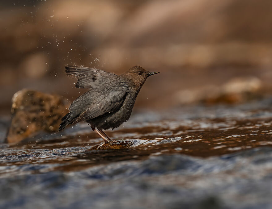 Shaking Off Lots Of Water Before Leaping Into Flight