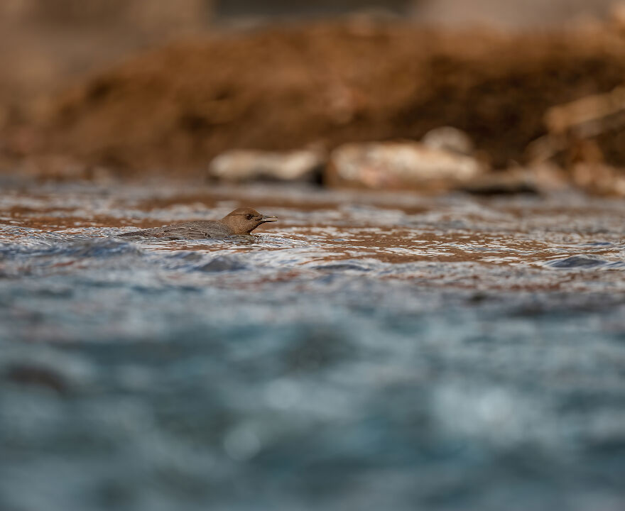 Once In A While, Dippers Decide To Swim Around A Bit Instead Of Perching
