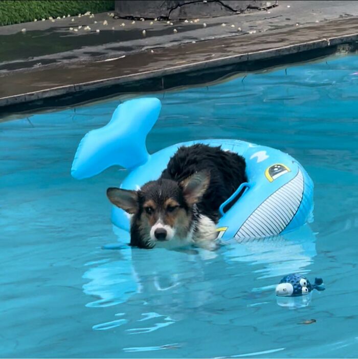 Sushi Hates The Water And She’s About To Go Down