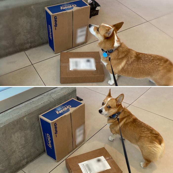 Bowser Disapproves That This Chewy Box Wasn’t Addressed To Him.