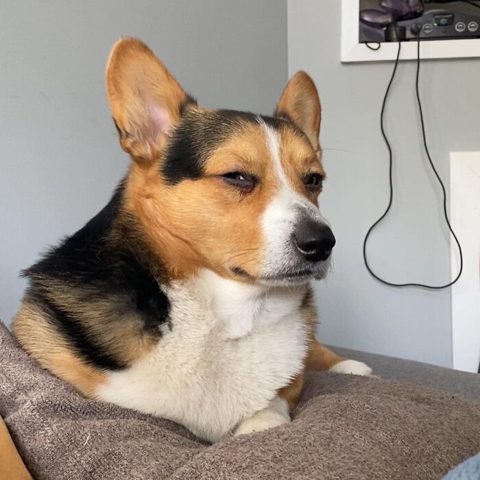 Bowie lo sabe... todo. Está muy decepcionado