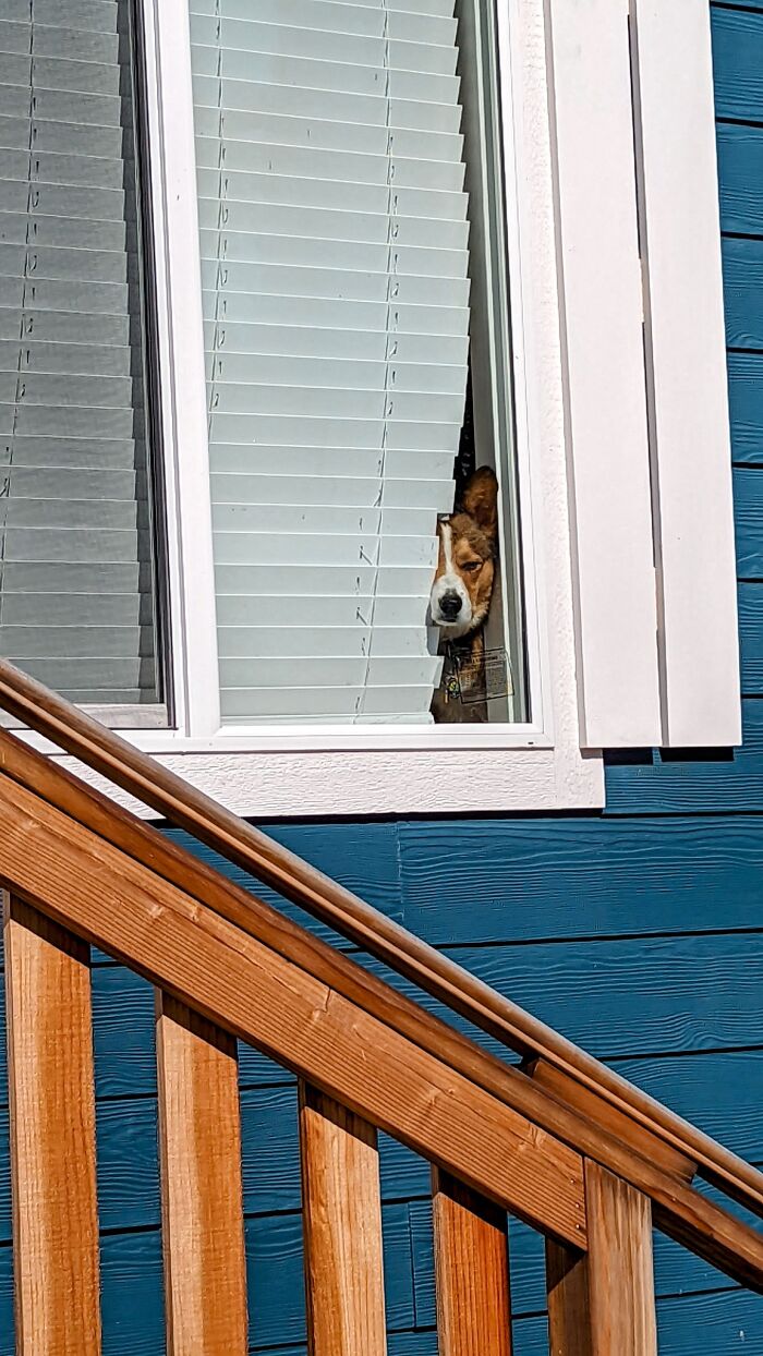 Gus Disapproves Of Me Going Out To The Car To Get Something And Leaving Him In The House