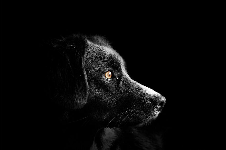Dogs - Man's Best Friends Dogs - Man's Best Friends