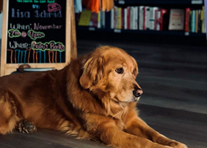 Esta librería se vuelve incluso más mágica cuando un Golden retriever se convierte en el jefe