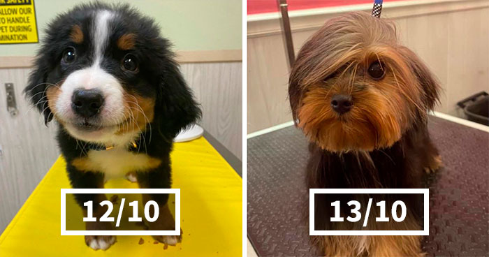 This Twitter Account Rates People’s Dogs And It’s Hilarious (50 New Pics)