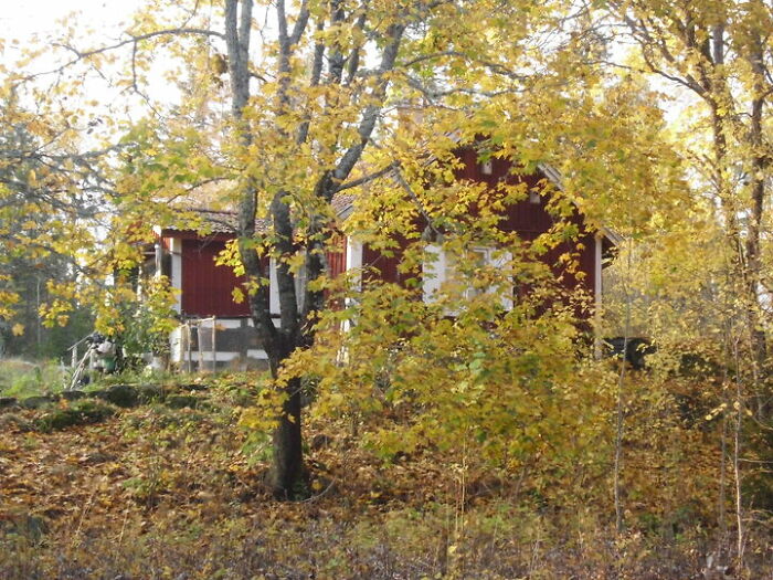 Many Things, But I Like The Lack Of Neighbours, Living In The Forest And In An At Least 312 Year Old Cottage.