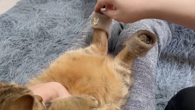 Se vuelve viral este gato con pantuflas hechas de su propio pelaje