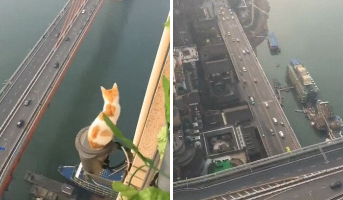 I Know They Have Nine Lives But This Is Stretching It