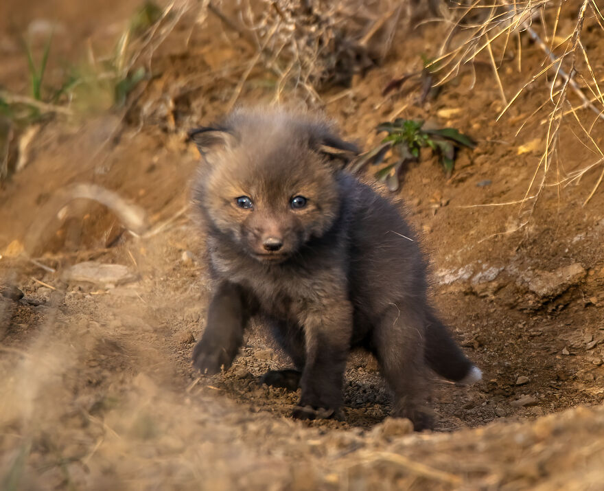 Cuteness Alert: The Spring I Observed A Red Fox Den (16 Pics) Cuteness Alert: The Spring I Observed A Red Fox Den (16 Pics)