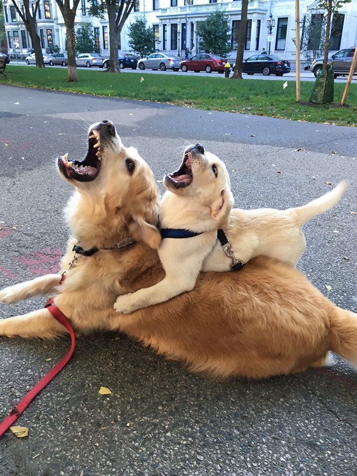 The Apple Doesn't Fall Too Far From The Tree