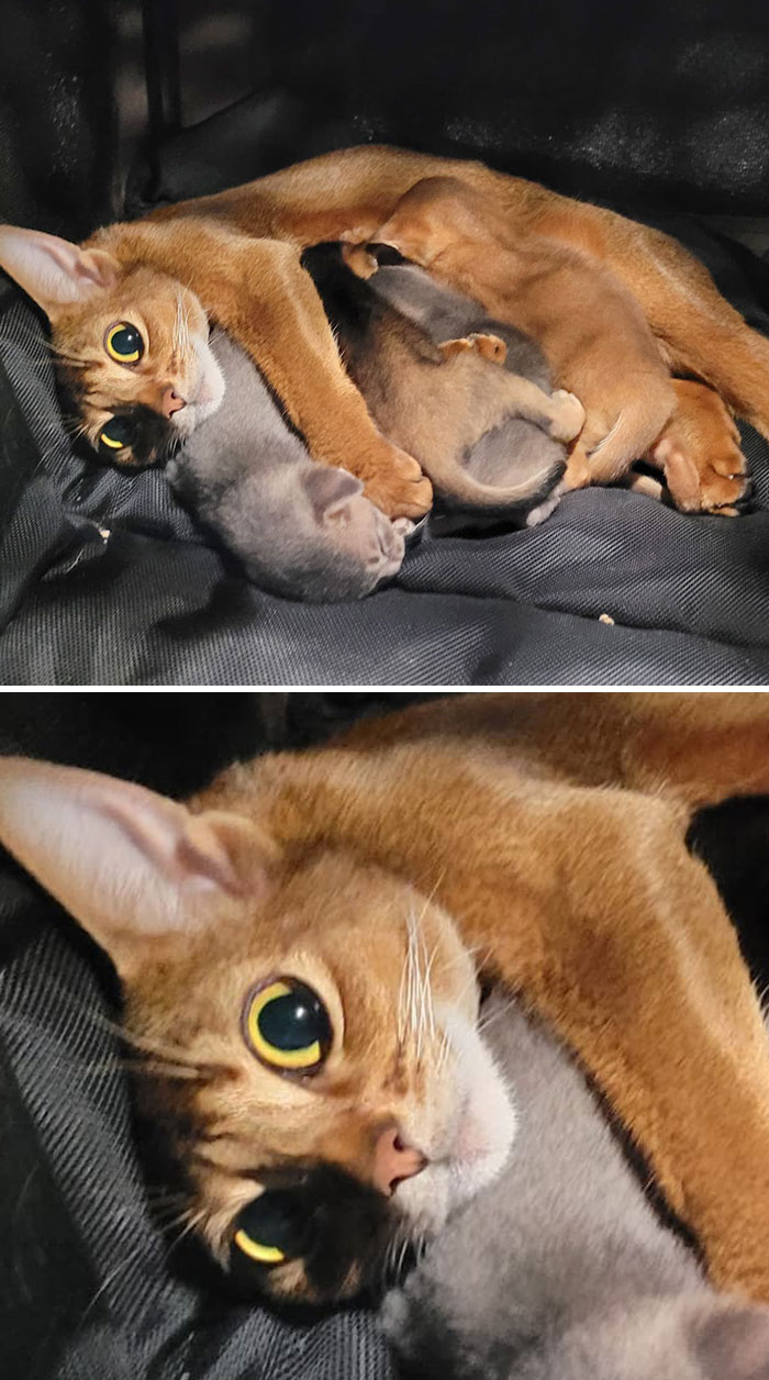 "Stressed? What Do You Mean? I Am Not Stressed. Do I Look Stressed?"