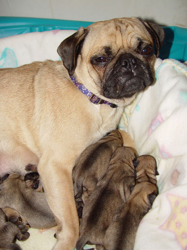 Pug Puppies Pug Puppies