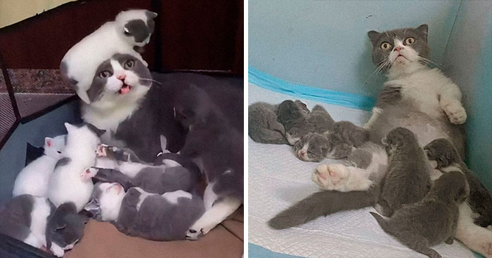 50 Of The Cutest Animal Parenting Moments Ever (New Pics)