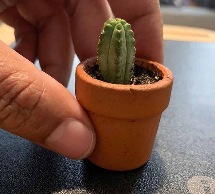 Husband Said I Can’t Buy Anymore Plants Because There Isn’t Any Room. Check And Mate