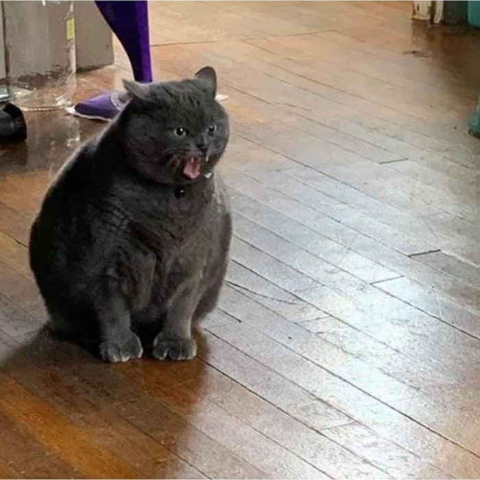 Funny-Nonsense-Animal-Images