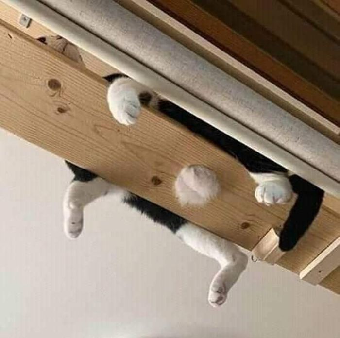 Funny-Nonsense-Animal-Images