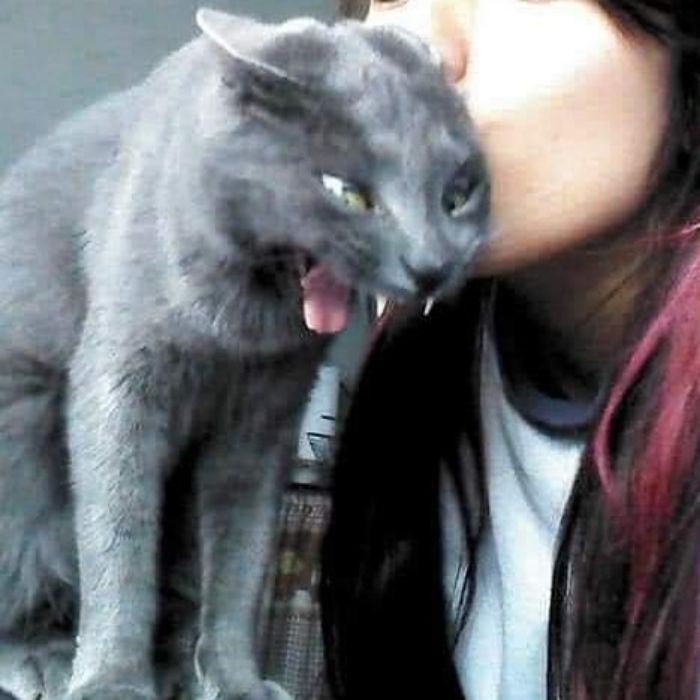 Funny-Nonsense-Animal-Images