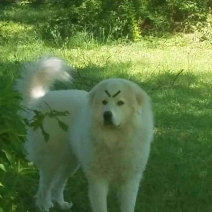 Funny-Nonsense-Animal-Images