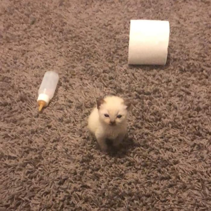 Funny-Nonsense-Animal-Images