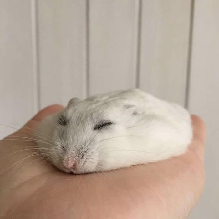 Funny-Nonsense-Animal-Images