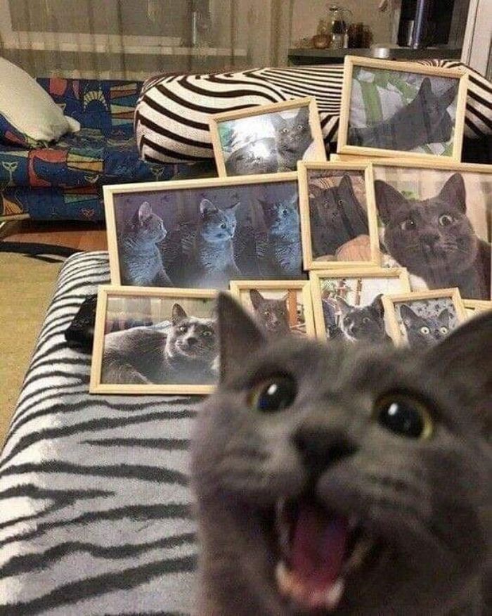 Funny-Nonsense-Animal-Images