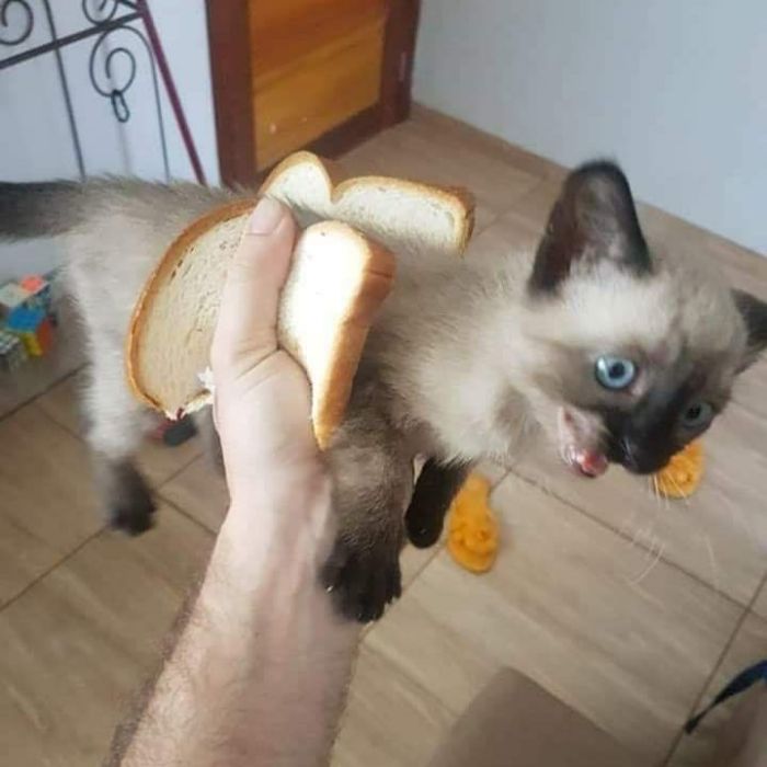 Funny-Nonsense-Animal-Images