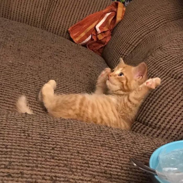 Funny-Nonsense-Animal-Images