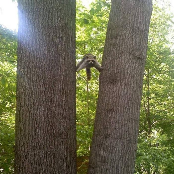 Funny-Nonsense-Animal-Images