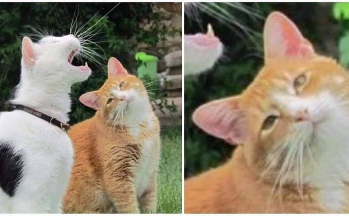 Funny-Nonsense-Animal-Images