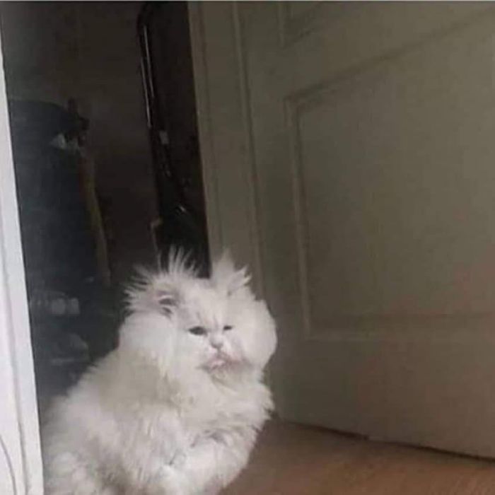 Funny-Nonsense-Animal-Images