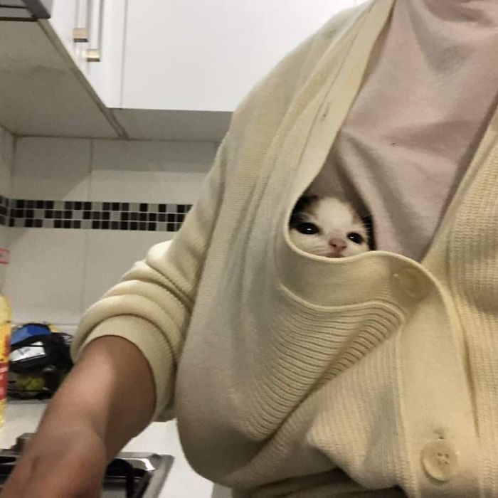 Funny-Nonsense-Animal-Images