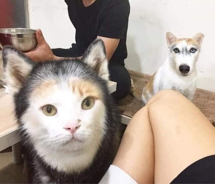 Funny-Nonsense-Animal-Images