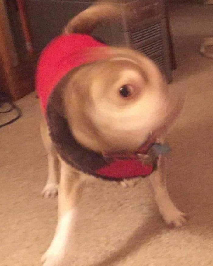 Funny-Nonsense-Animal-Images