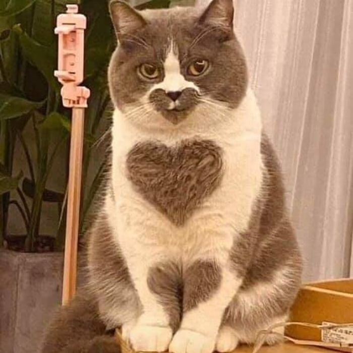 Funny-Nonsense-Animal-Images